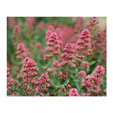Kodak EKTAR 100 Color Negative Film (4 x 5 Inch, 10 Sheets)