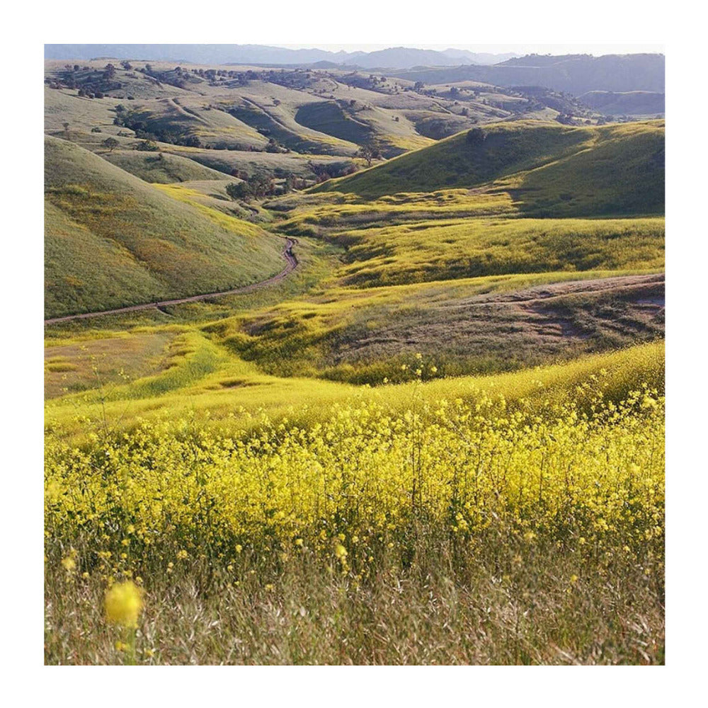 Kodak EKTAR 100 Color Negative Film (4 x 5 Inch, 10 Sheets)