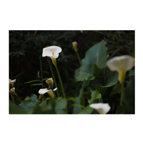Sigma 85mm F1.2 DG Art for L Mount-7